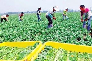 國辦發(fā)文助力貧困農(nóng)戶 消費(fèi)扶貧促增收，鄉(xiāng)村振興正當(dāng)時