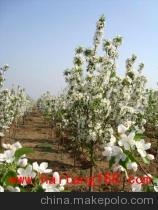 供應(yīng)海棠樹苗——懷來(lái)縣金海棠農(nóng)產(chǎn)品貿(mào)易中心優(yōu)質(zhì)喬木資源